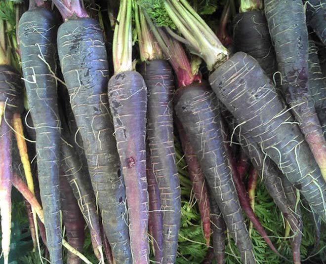 know benefits of black carrot inside 