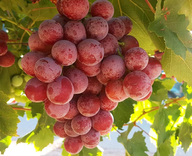 know benefits of red grapes inside 