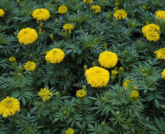 marigold for skin care inside