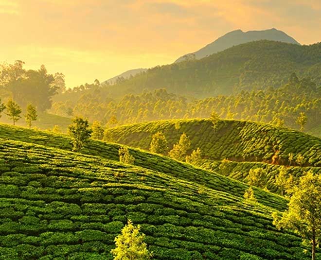 Check Out Our Complete Travel Guide To Munnar | HerZindagi
