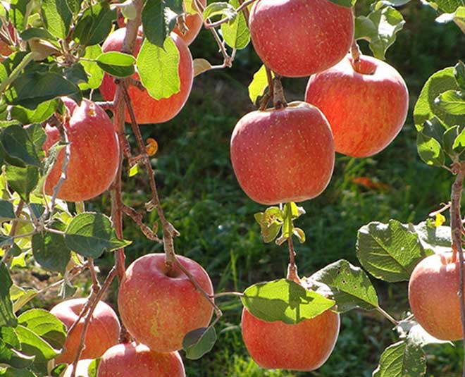 places to celebrate new year in narkanda himachal pradesh inside 