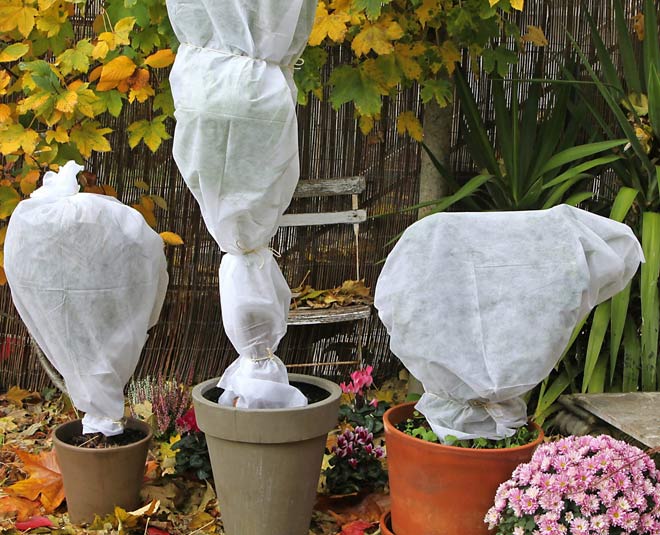take care of your plants during winter inside 