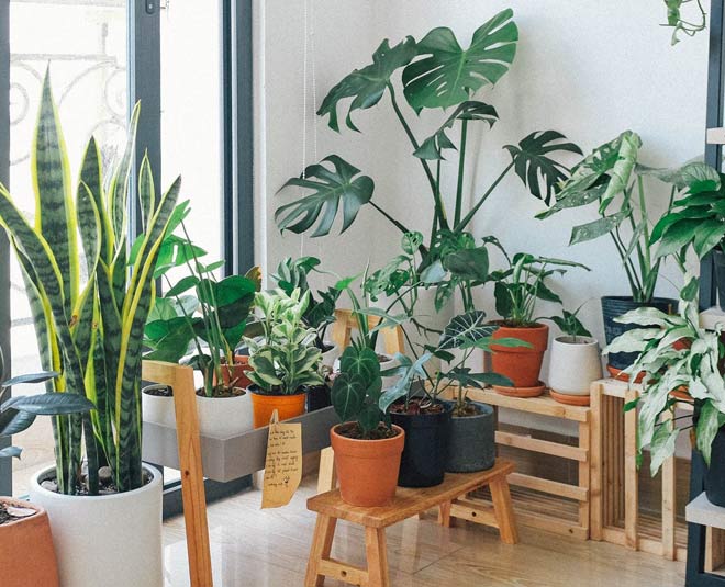take care of your plants during winter inside 