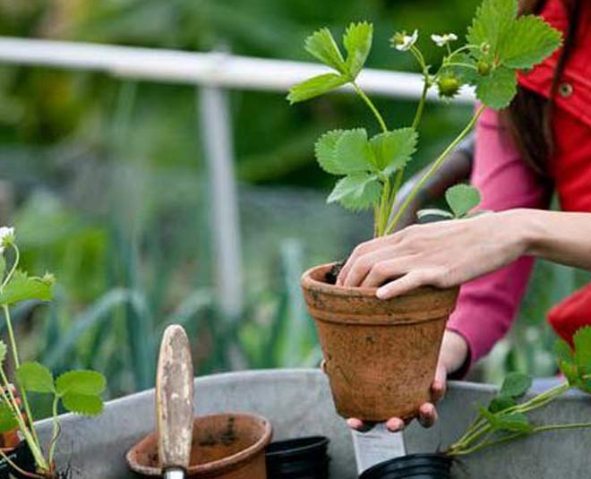 take care of your plants during winter inside 
