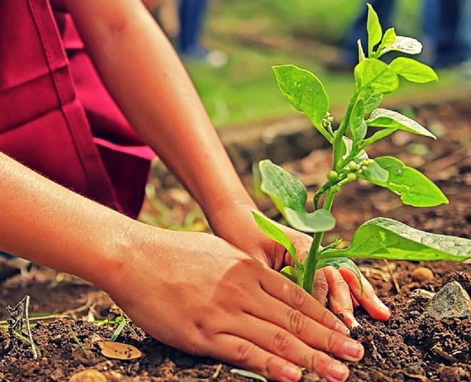 tips take care of your plants during winter inside 