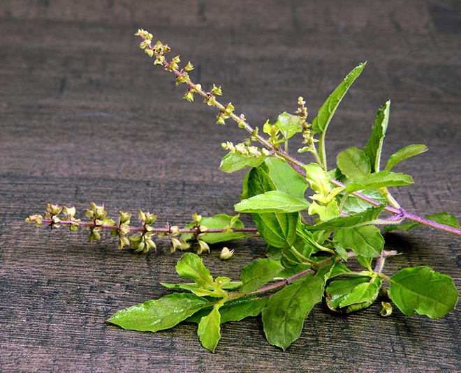 tulsi plants for young glowing skin inside