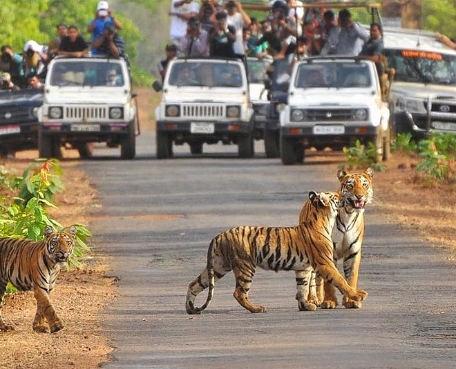 Planning To Go Jim Corbett National Park This Month