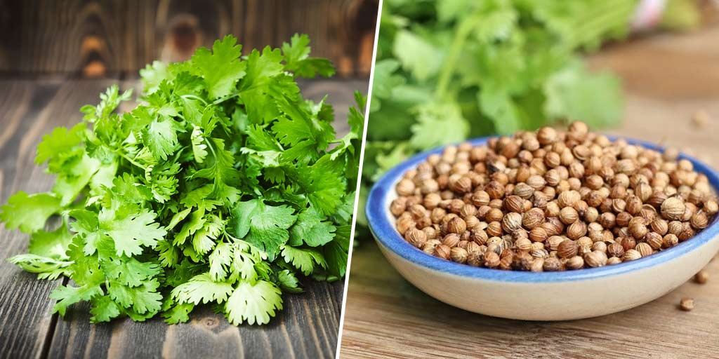 How To Grow Fresh Organic Coriander At Home Without soil In Hindiघर पर