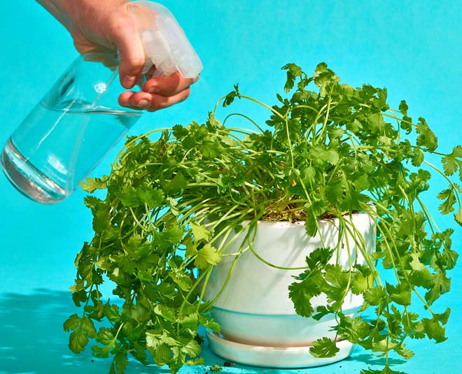 grwoing fresh coriender