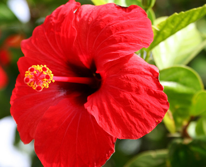 home made hot oil treatment with hibiscuss