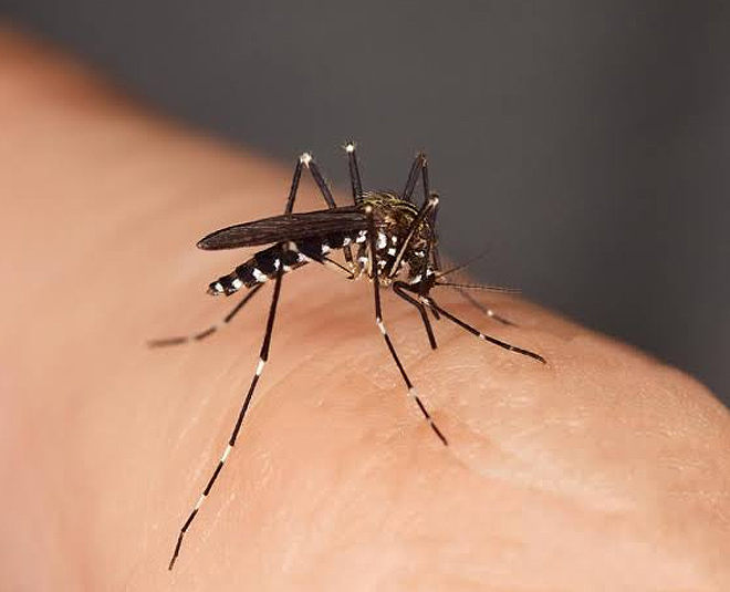 home remedies bytes inside 