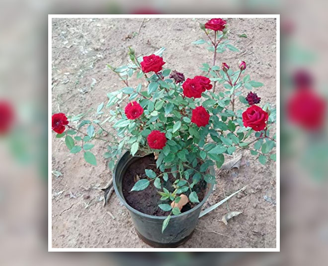 rose flower pot