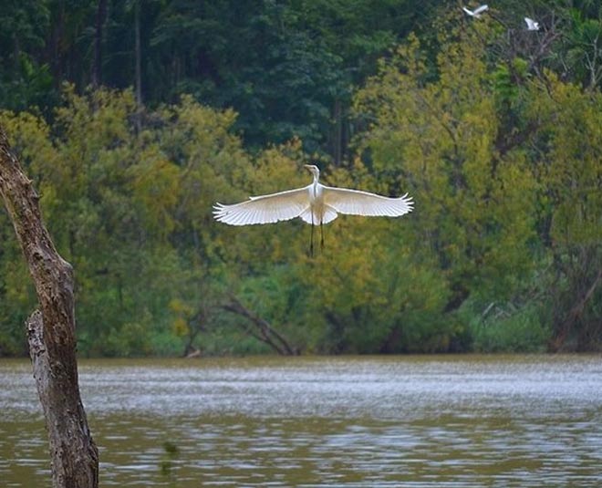 things to do in shimoga karnataka bird