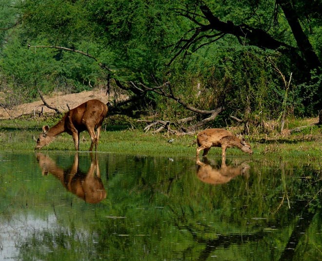 things to do in shimoga karnataka wildlife sanctuary