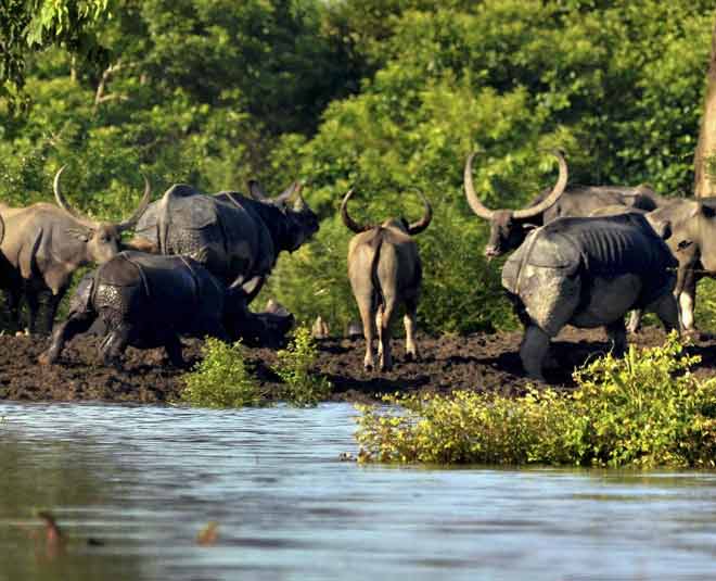 weekend getaways from shillong amazing destinations kajiranga national park