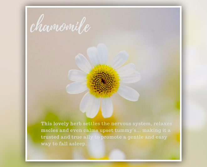 chamomile tea belly fat