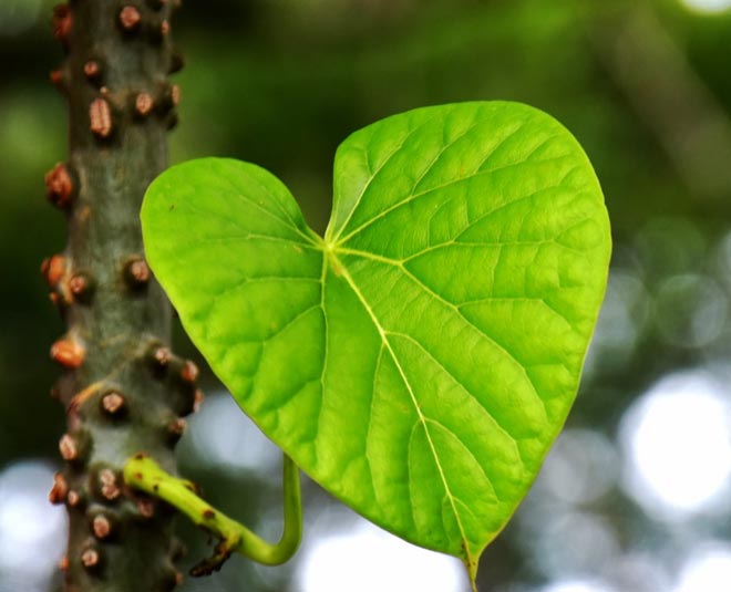 giloy for weight loss inside 