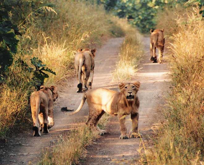 must visit travel destinations in junagadh gujarat inside 