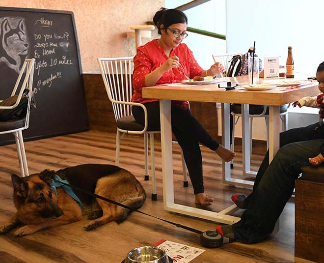pet friendly restaurants love room