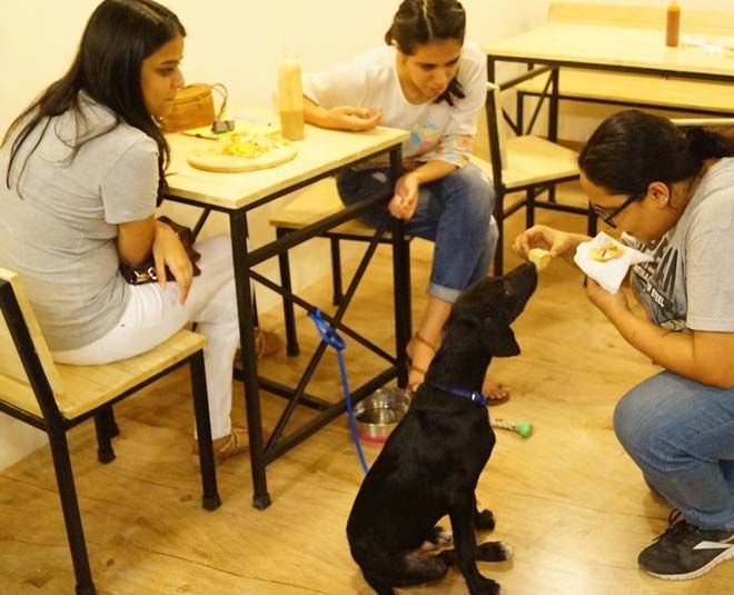 pet friendly restaurants puppychino