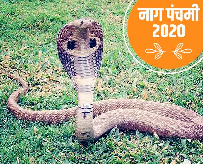 Nag Panchami 2020 Date Puja Vidhi Shubh Muhurat Mantra By Pandit Ji