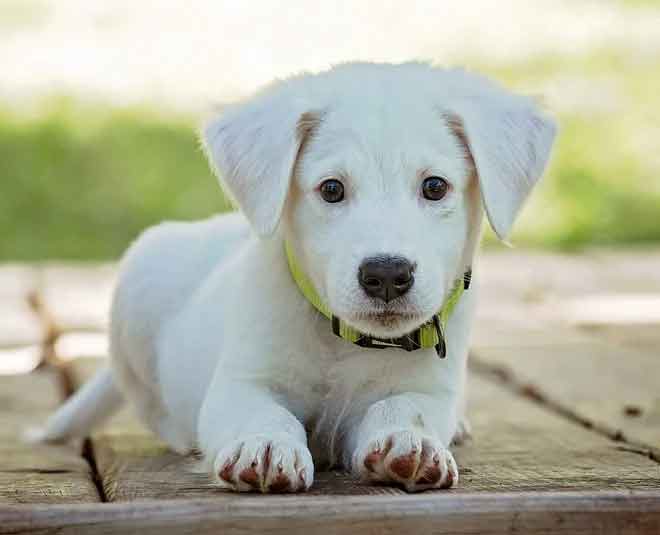 Best Dog Breed For Indian Homes | HerZindagi