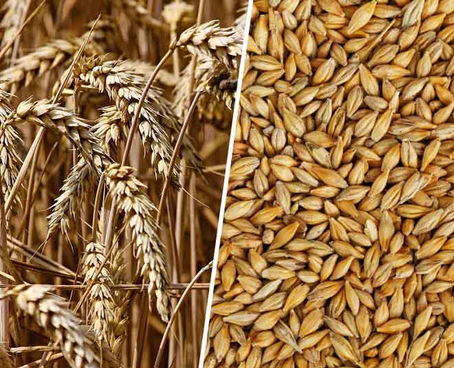 Barley Vs Wheat Plant