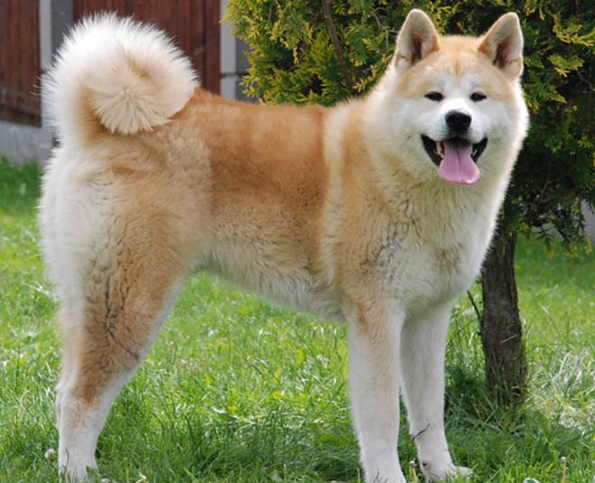 akita dog best for family
