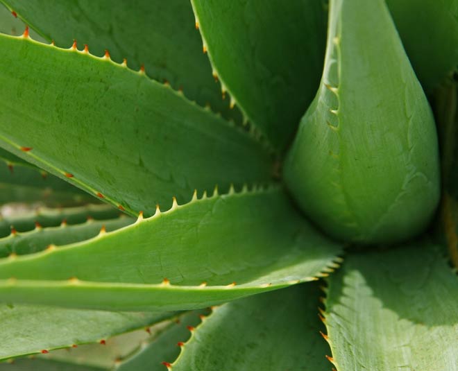 aloe plants least care