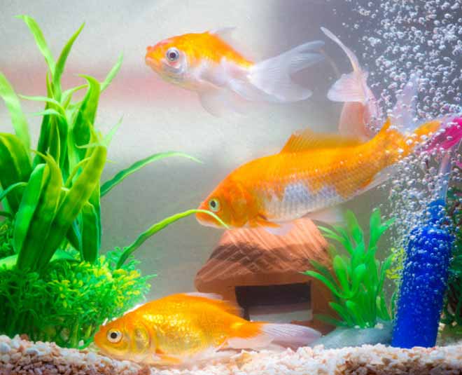 benefits of keeping home aquarium