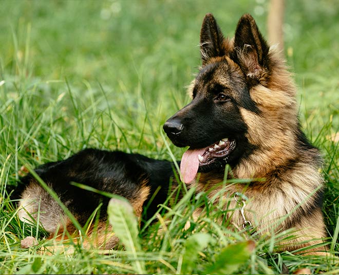 best dog species german shepherd
