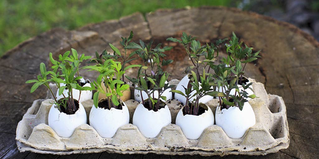 2 Minute Tips 5 Useful Gardening Hacks With Eggshells