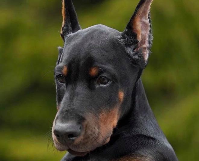 dog species best for family