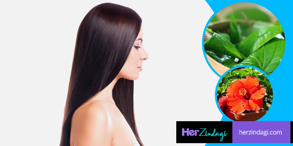 DIY Betel Leaves And Hibiscus Oil For Hair fall And Dandruff diy