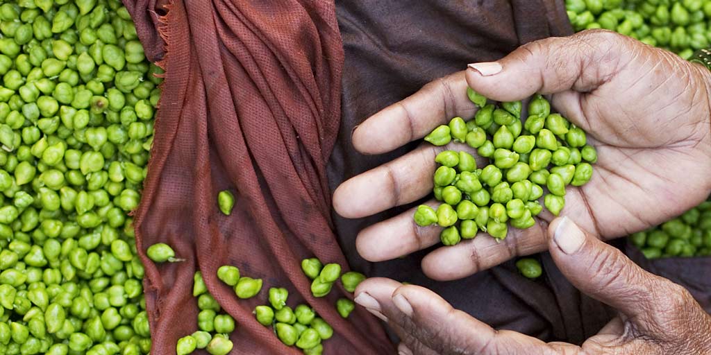 hara-chana-or-green-chickpeas-know-slew-of-health-benefits-of-eating