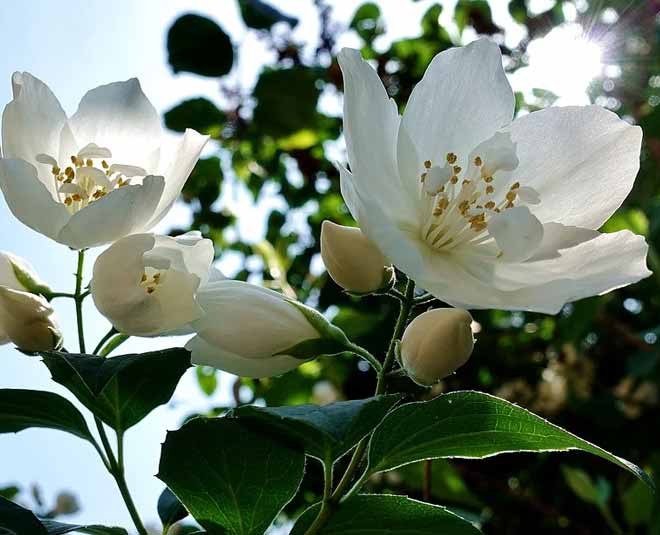 6 Flowers Which Have Fascinating Beauty Benefits Herzindagi