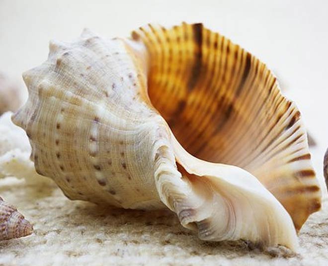 keep shankh  at  home to  invite  goddess  lakshmi