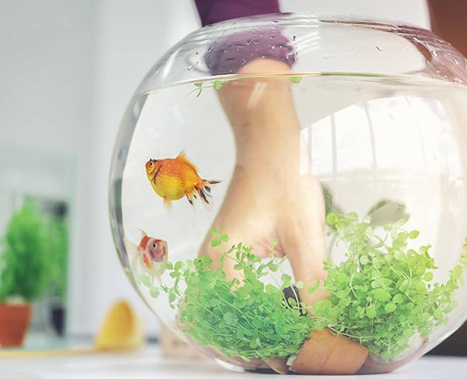 Keeping A Fish Aquarium At Home Has Amazing Benefits For