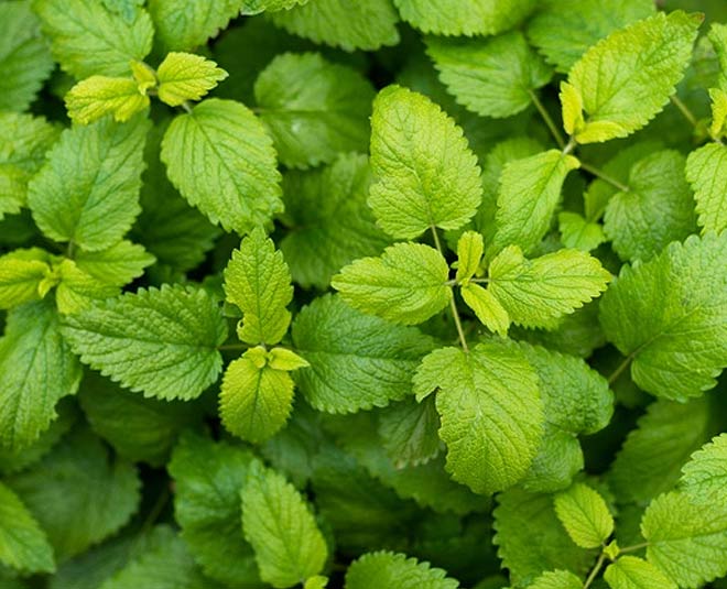 पुदीना mint for monsoon inside