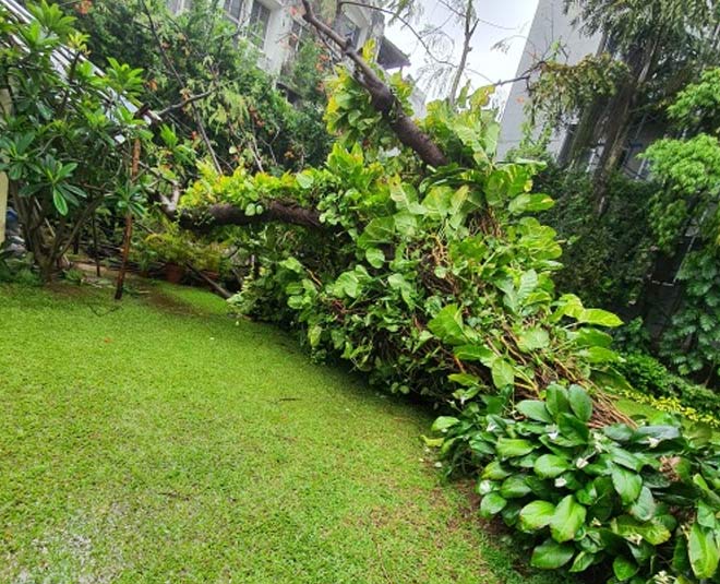old gulmohar tree prateeksha