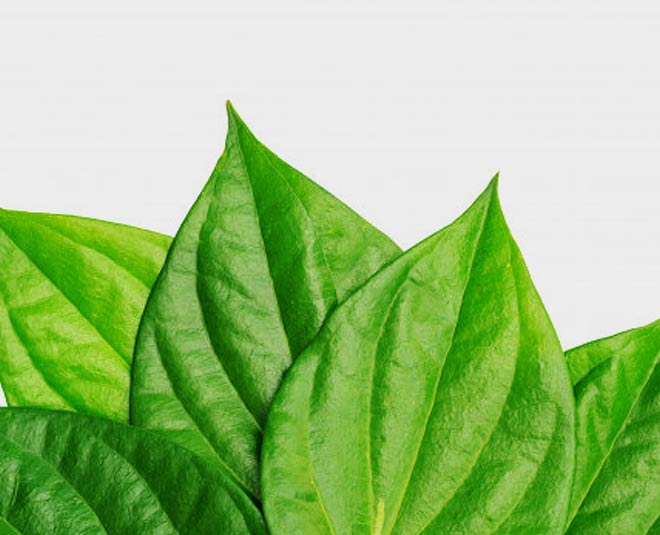 Paan Leaf Benefits For Hair