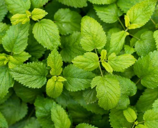 peppermint for health inside