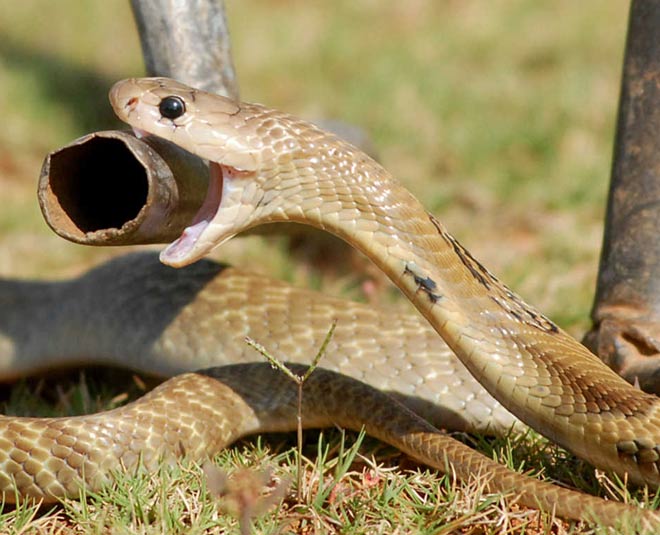 snake parks in India inside 