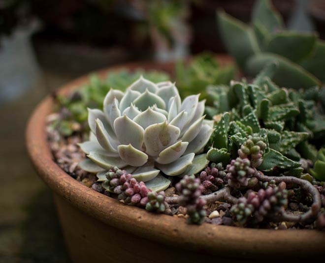 succulents least care plants