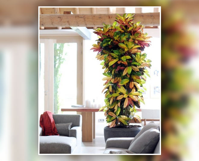 Croton Plant