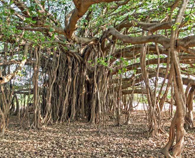 Peepal Tree benefits and vastu