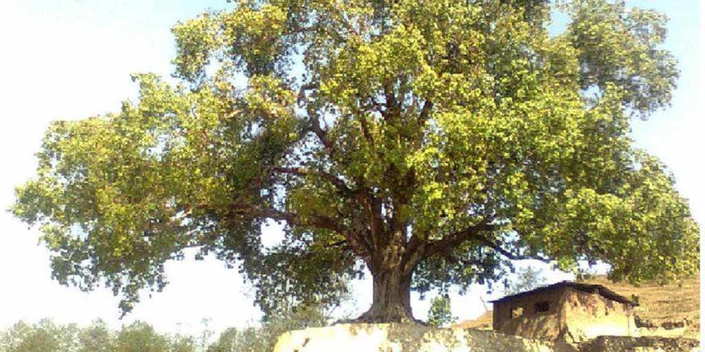 peepal-tree-parikrama-benefits-significance-importance-by-pandit-ji