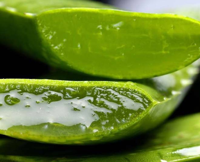 aleovera leaf for oil