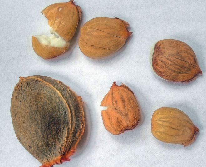 apricot seeds skin
