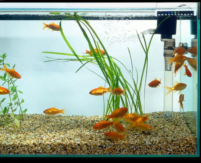 How To Take Care Of Aquarium how to take care of aquarium HerZindagi